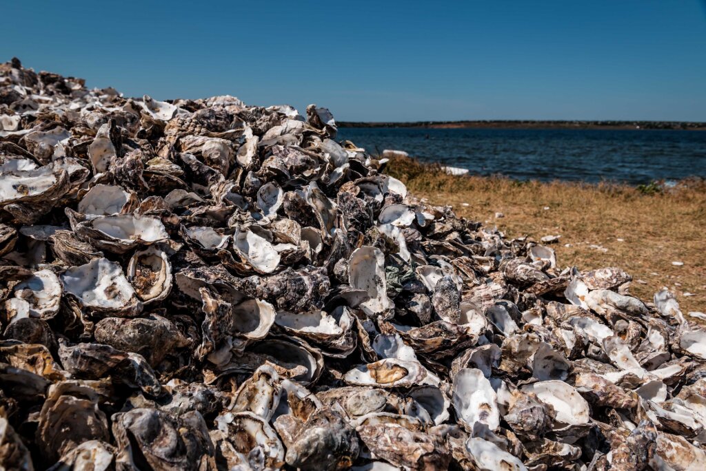 oyster shells